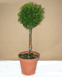 myrtle ball topiary height small